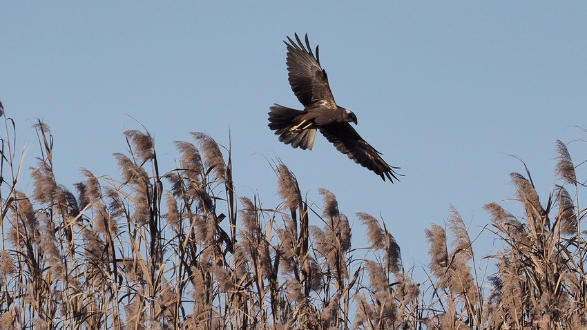 Falco di Palude (Circus aeruginosus) ♂♀